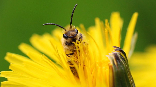 Solitary bee on dandelion