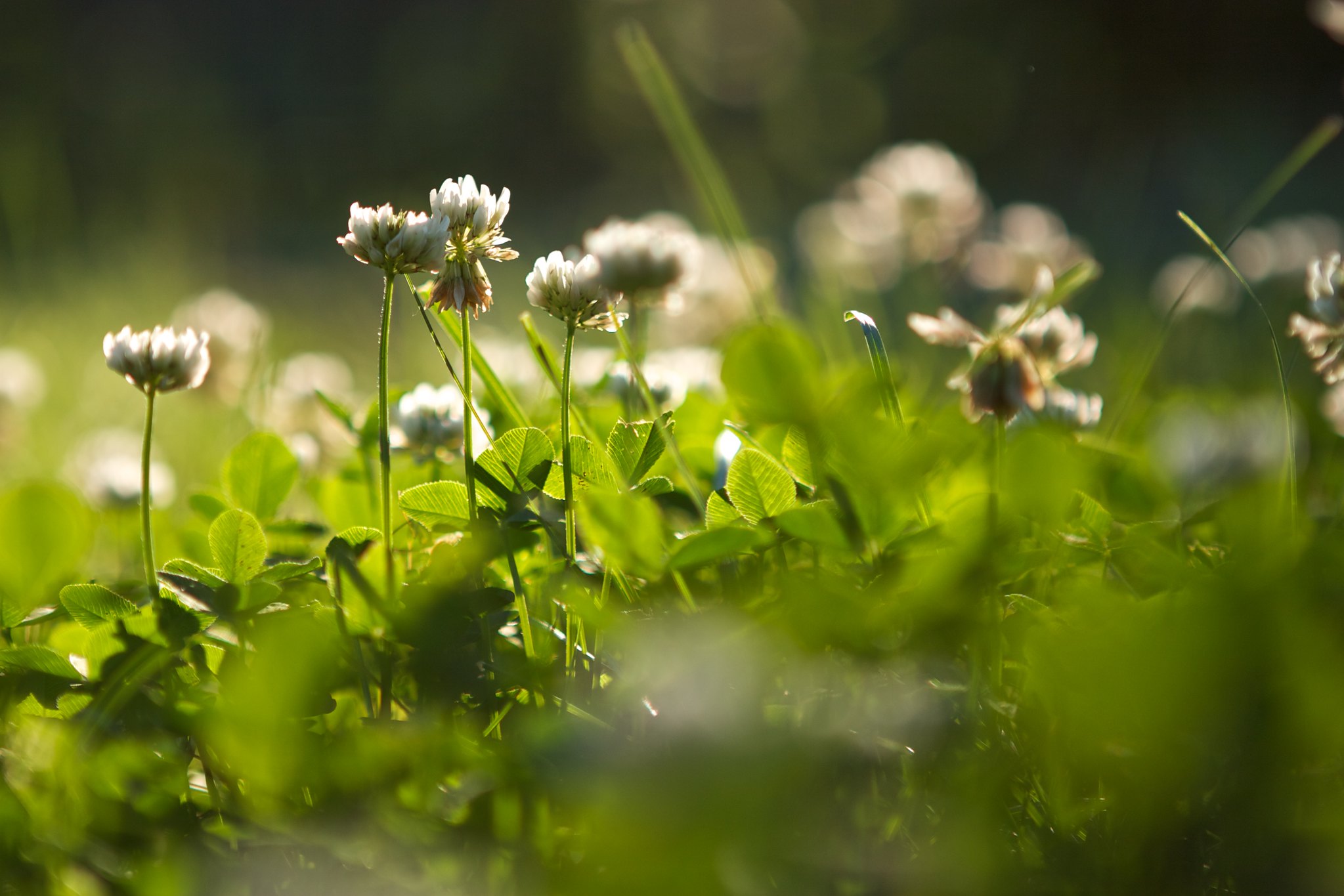 Flowers in a field