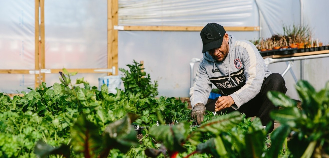 Gardener tending salads at the Comfrey Project in Gateshead
