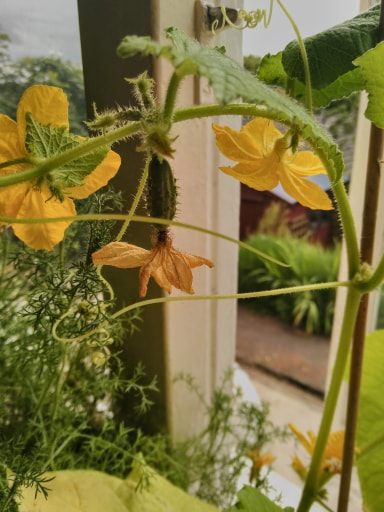 Gherkins, growing on a windowsill in Bradford