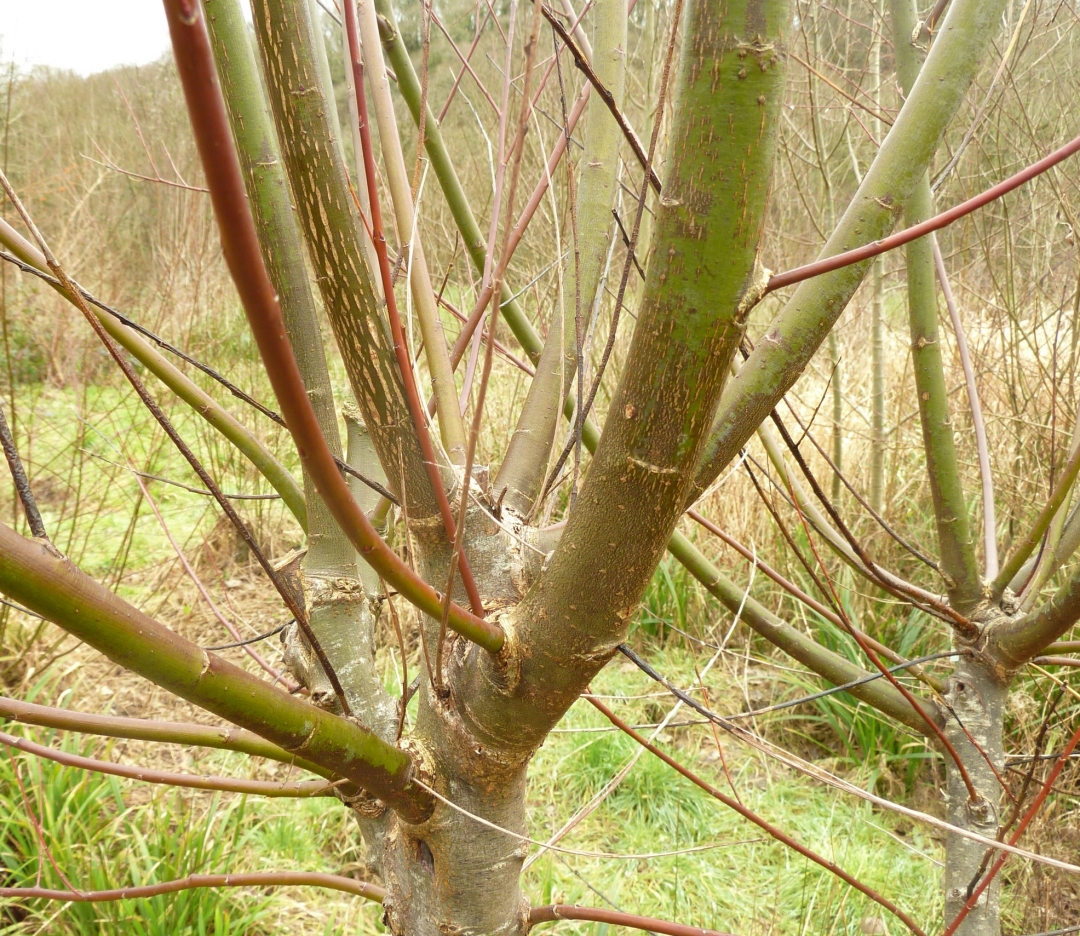 Pollarding willow for sustainable harvesting of medicinal bark