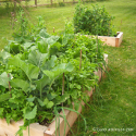 Vegetables growing in raised beds