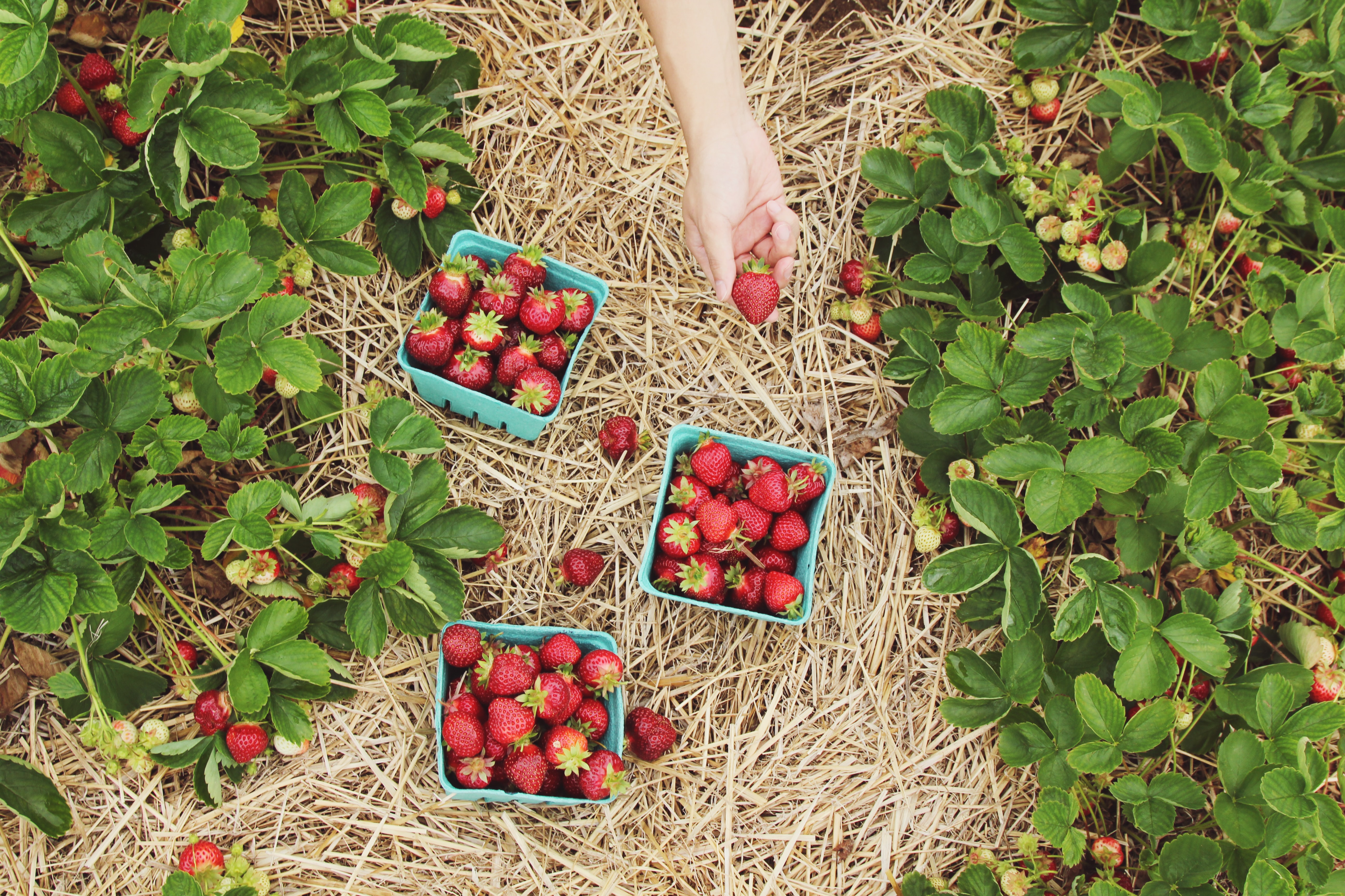 strawberries