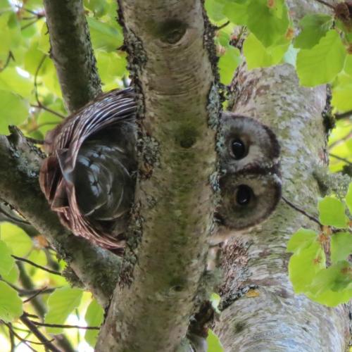 Surprised tawny owl