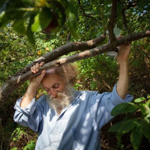  Mike Feingold at Royate Hill Community Orchard photographed by Mark Simmons (https://www.shiftbristol.org.uk/mark-simmons)