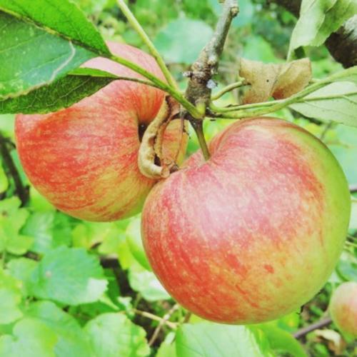 Apples