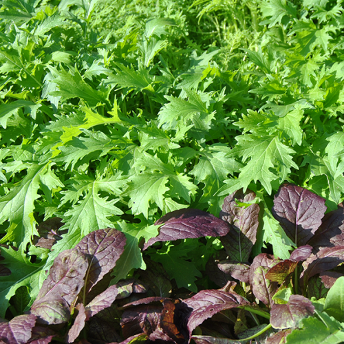A variety of unusual autumn salads