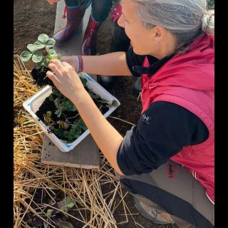 Teaching 7 years old children how strawberries reproduce while planting a new school food forest