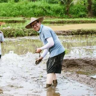 Planting rice in a rice paddy