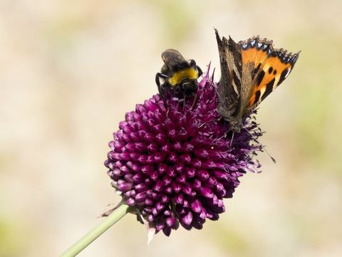 A bumblebee and a small monarch butterfly on an allium flowerhead