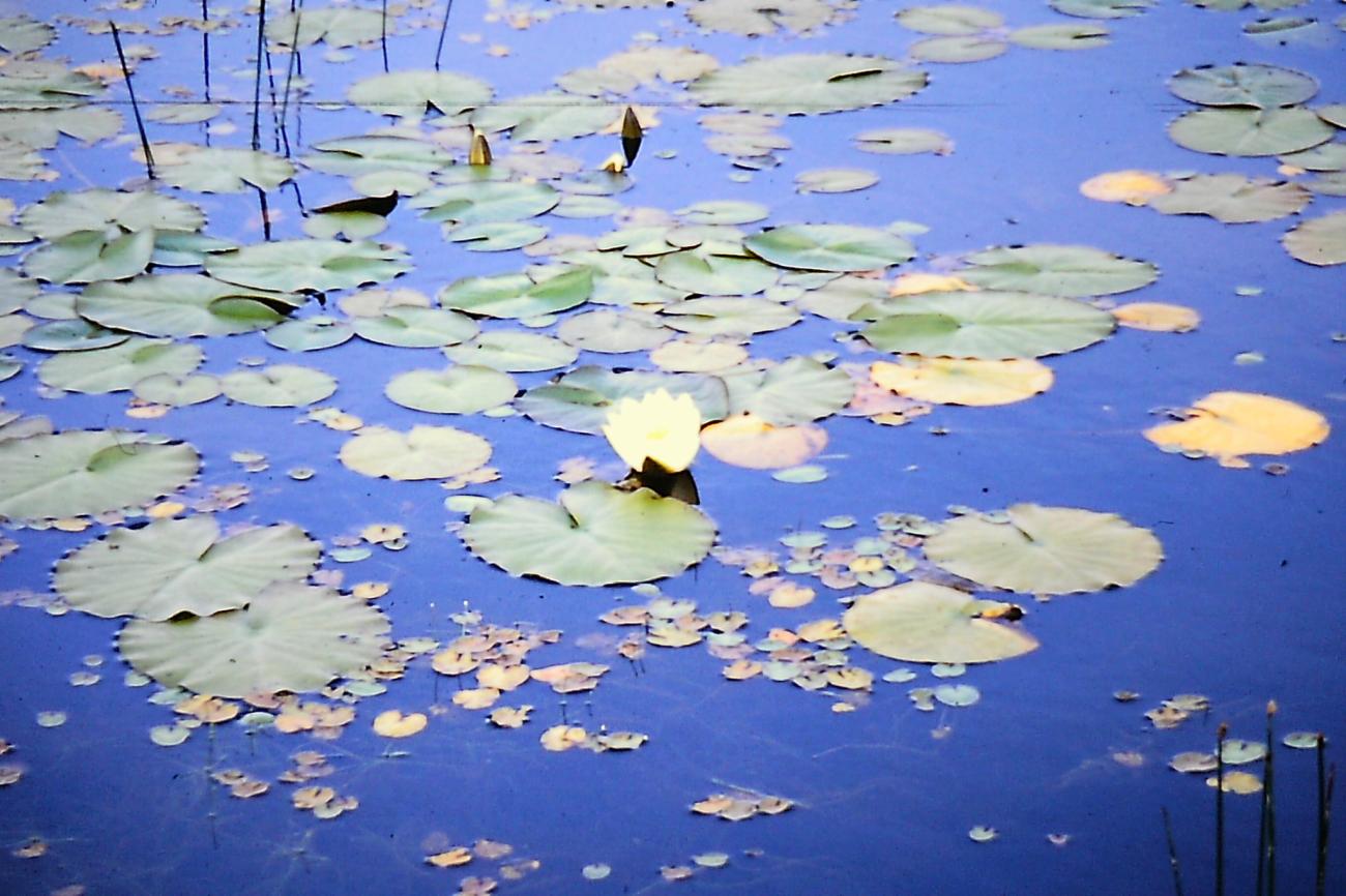 Water lilies on a pond