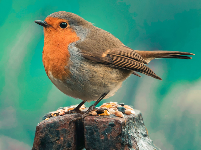 Robin for business membership