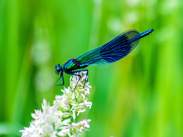 Damson Fly for Concession membership
