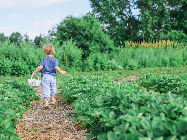 Child picking vegetables
