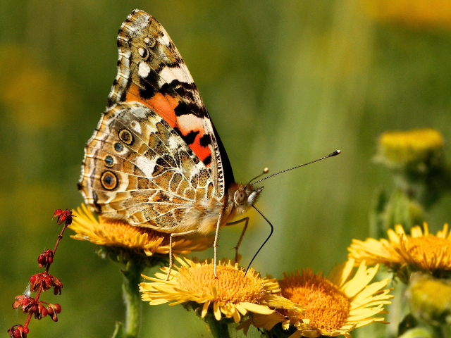 Butterfly on flow for individual membership