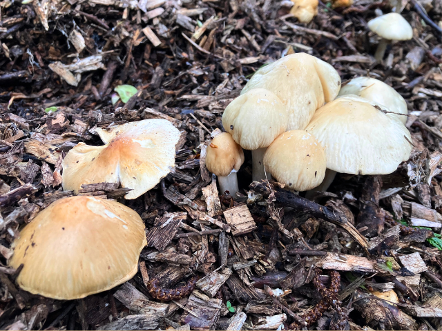 mushrooms