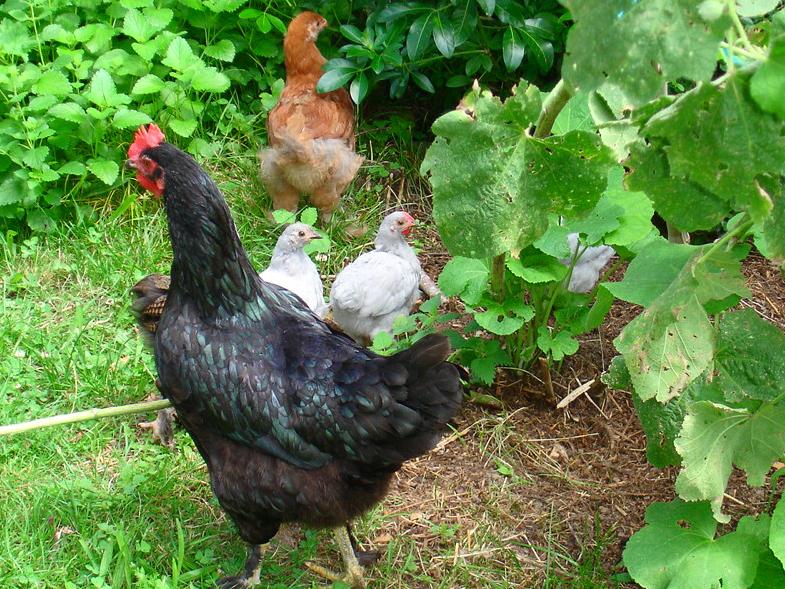 Chickens