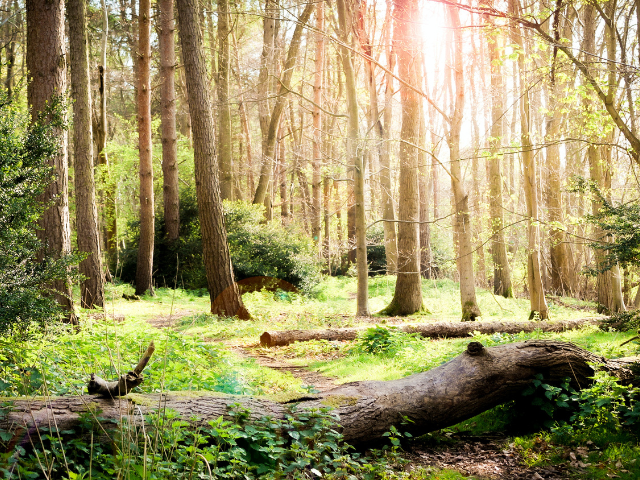 Woodland image