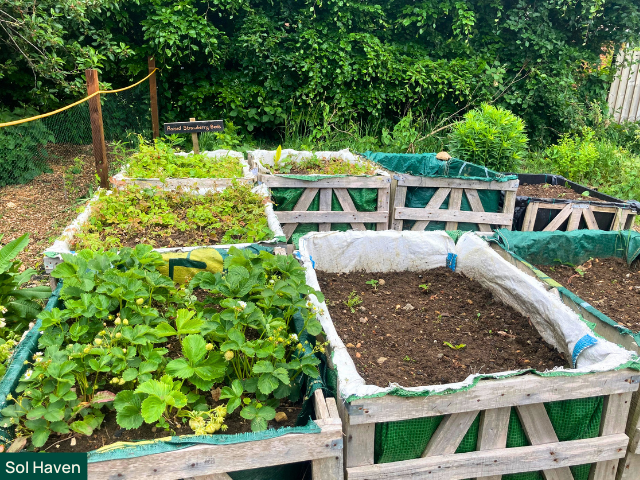 Raised beds at Sol Haven