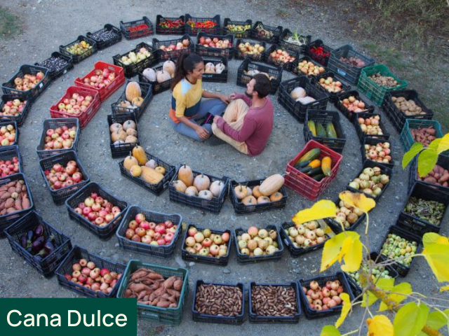 Cana Dulce Market Garden boxes 