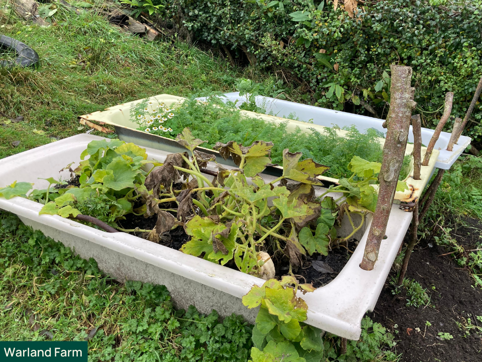 growing food in bathtub
