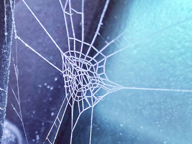 Frozen web