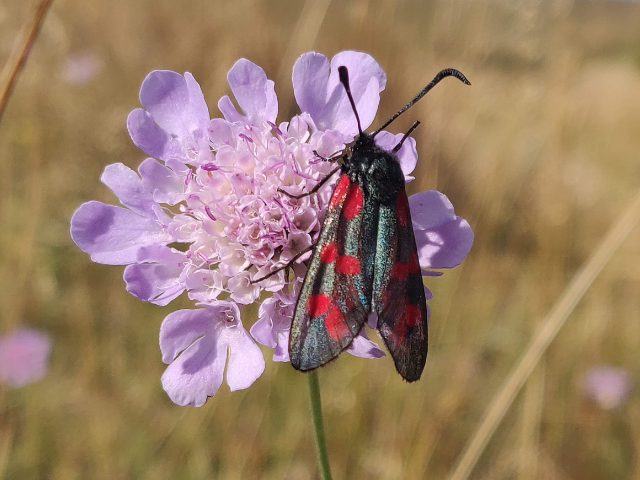 ladybird moth on a flower