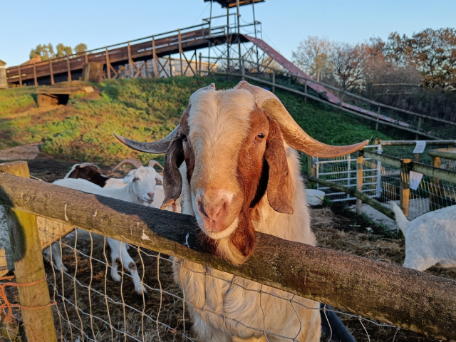 goat at lambourne end