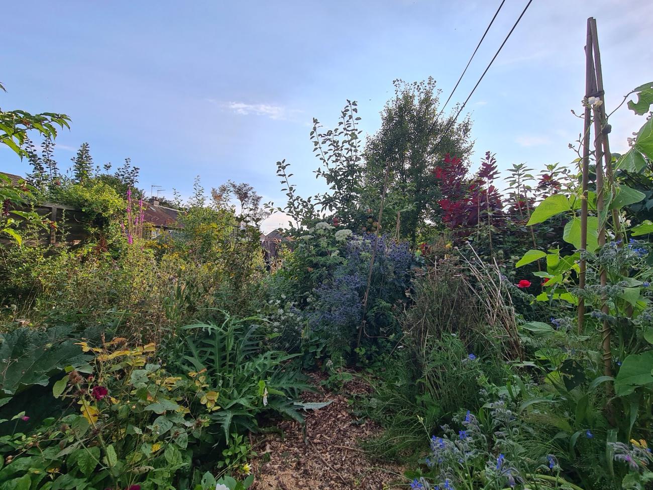 An image of part of the forest garden in late Summer.