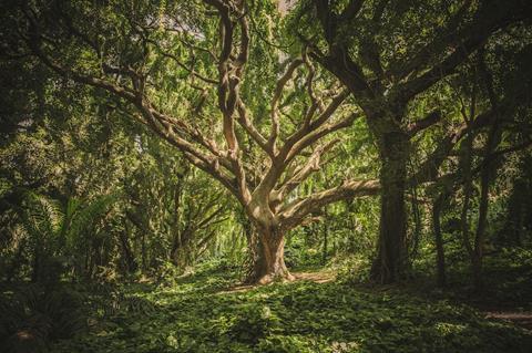 Forest