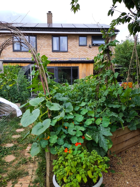 Emma's back garden
