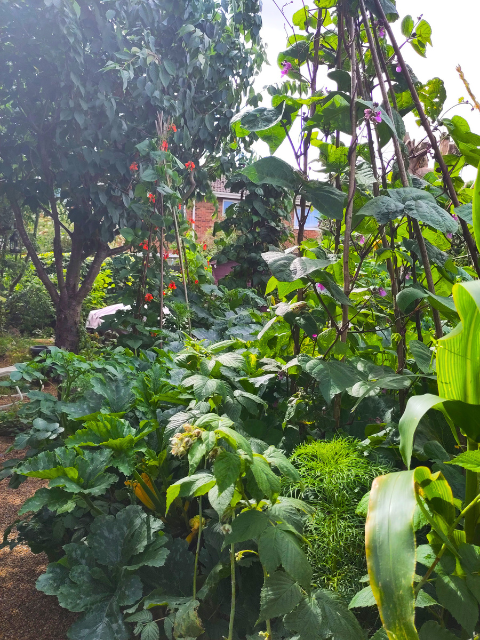 Emma's garden