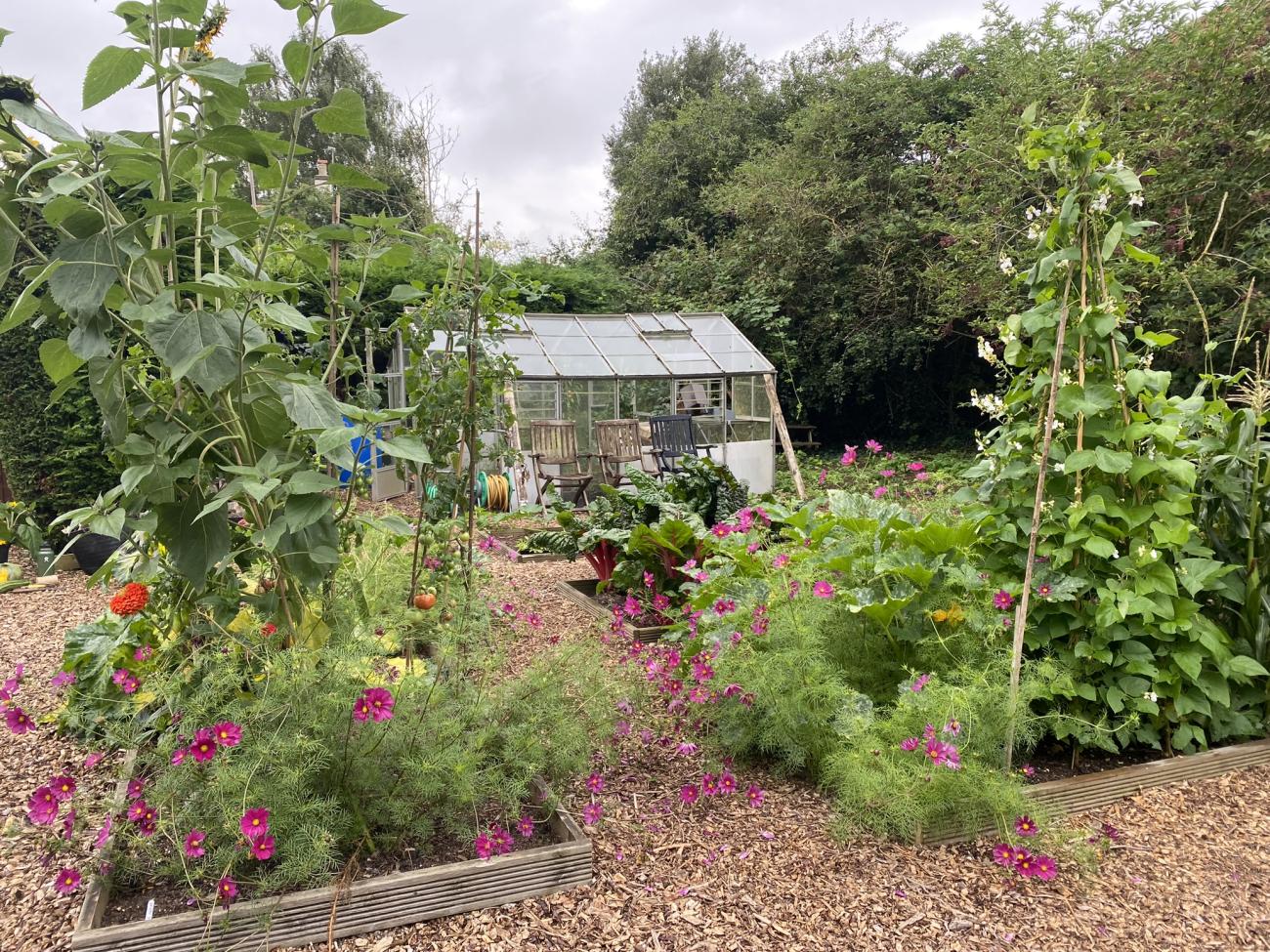 Community garden with crops growing and greenhouse in the background.