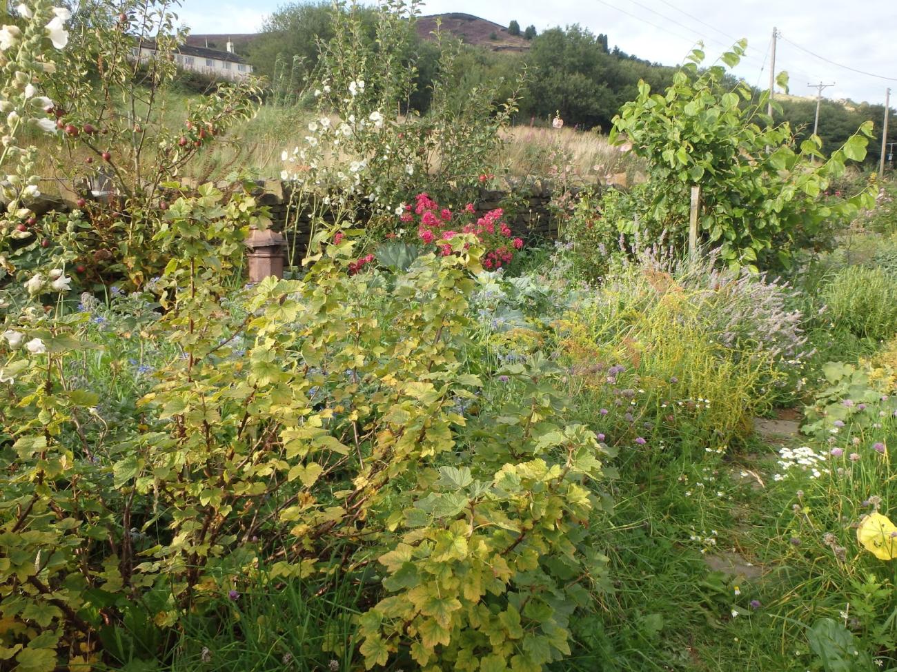 forest garden