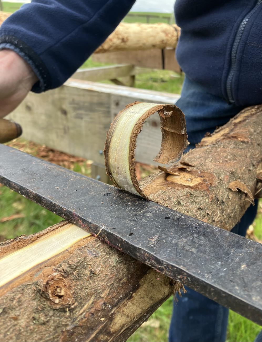 bark stripping 