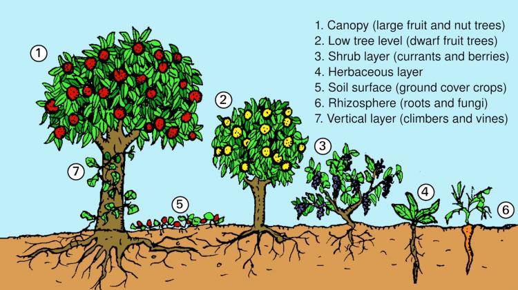 Layers of forest garden