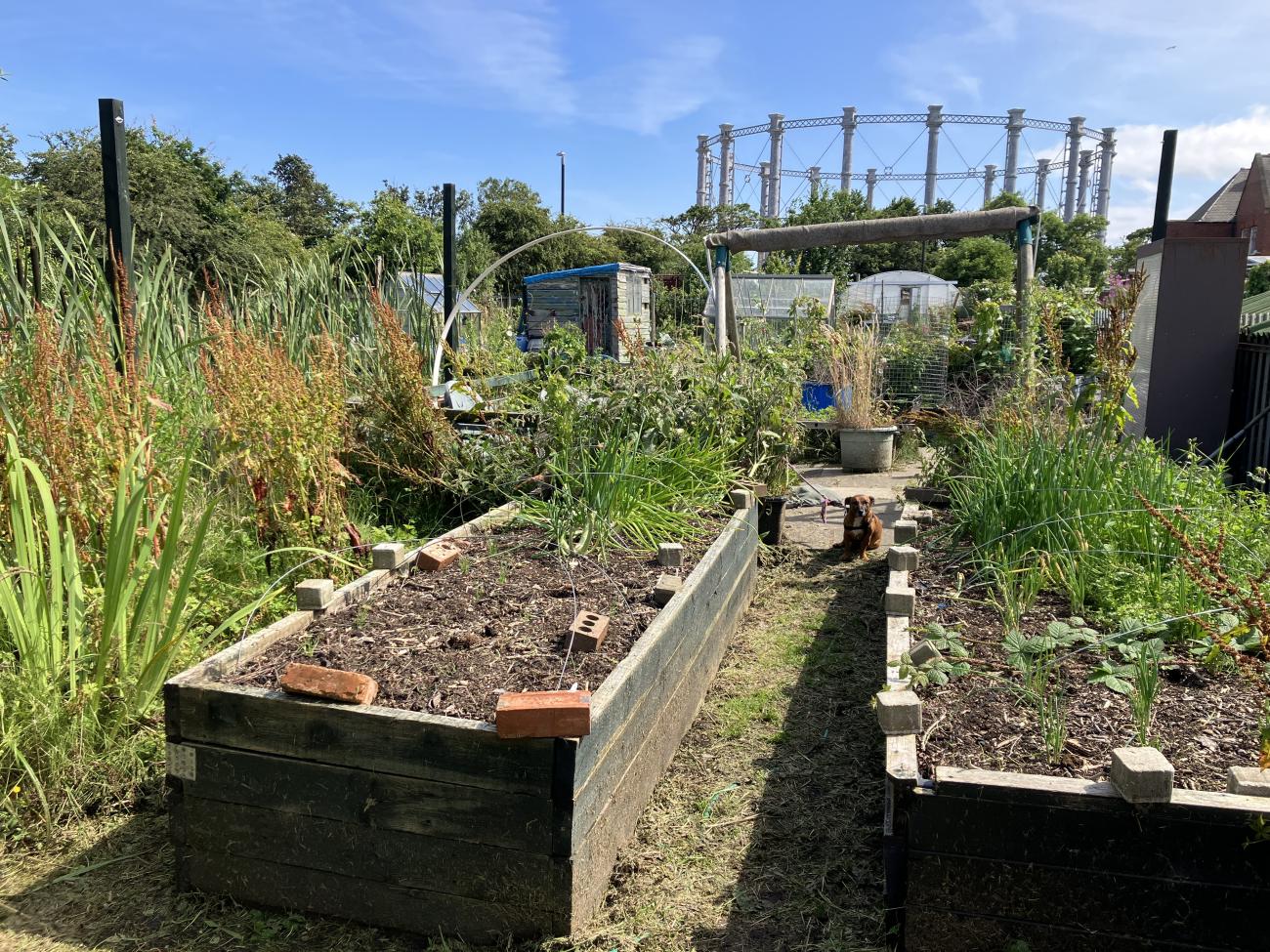 hendon raised beds 