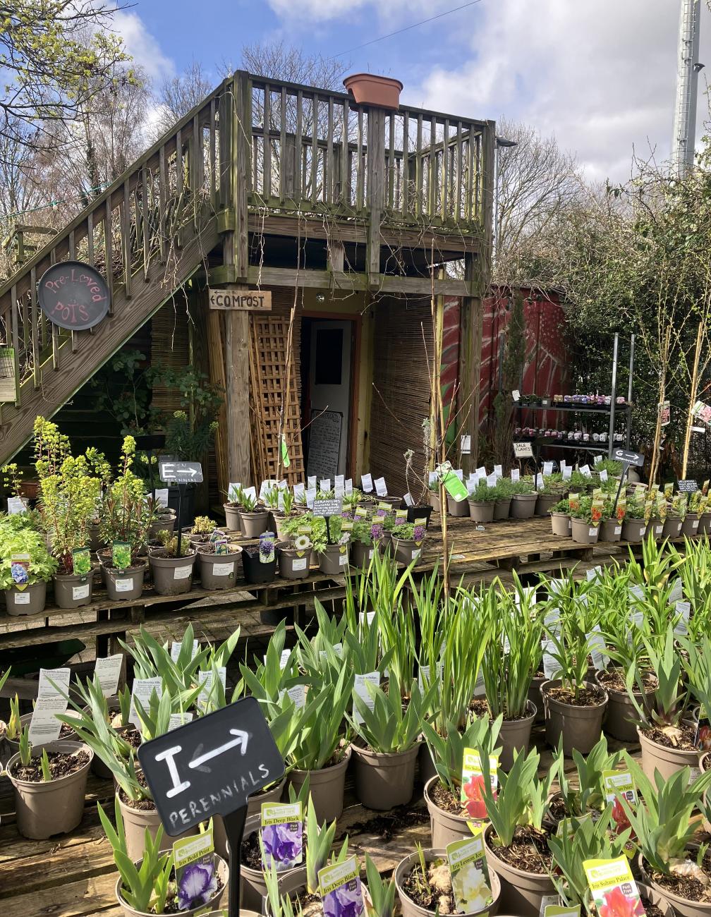 garden centre plants 