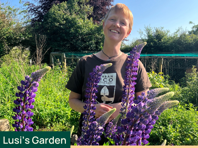 Lusi's garden 