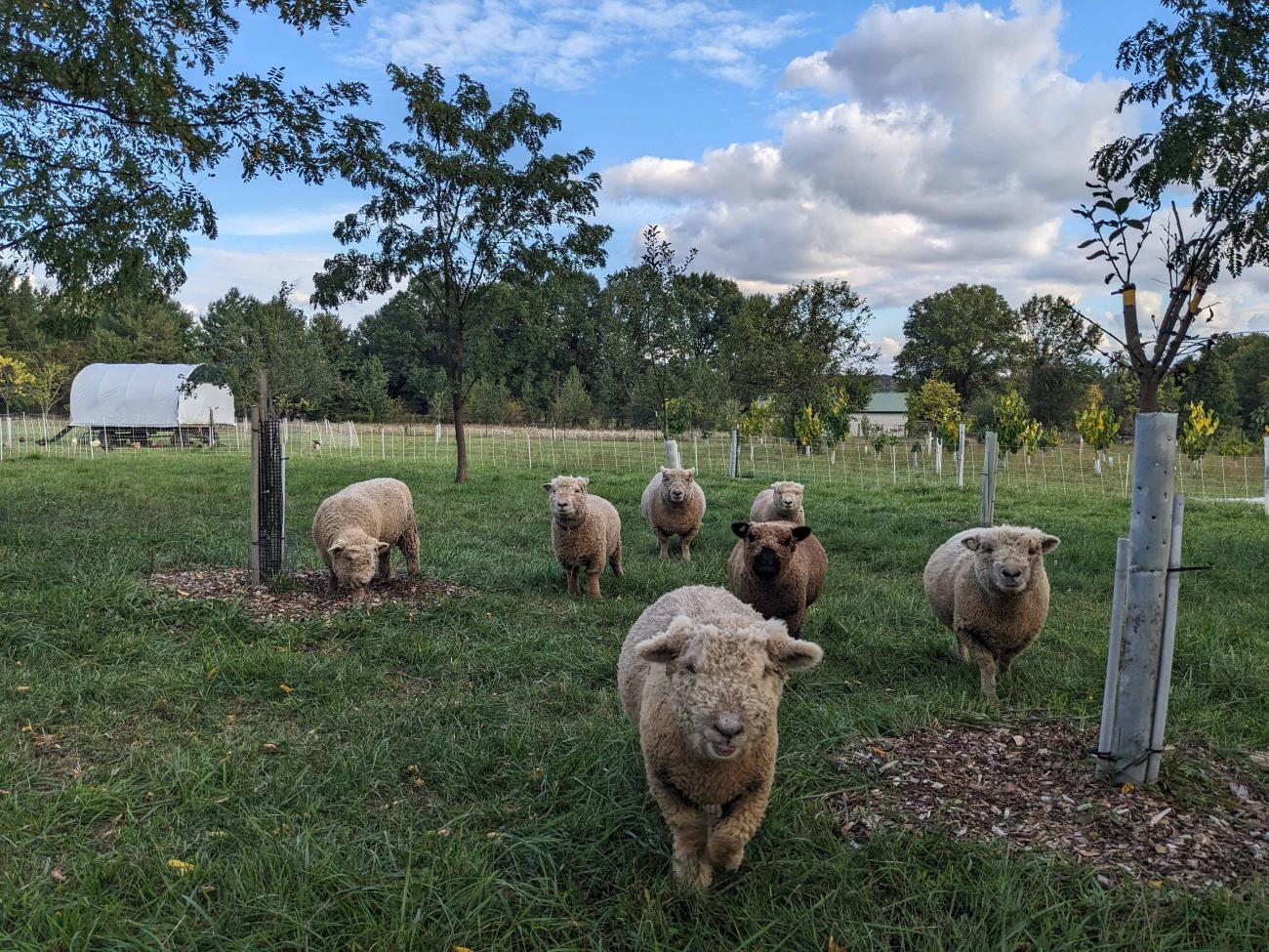 Sheep in the orchard