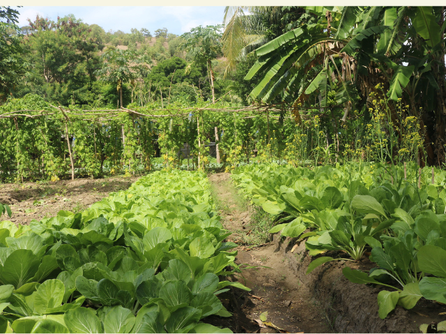 Water Security Timor Leste 5