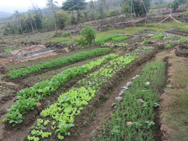 Water Security Timor Leste 6