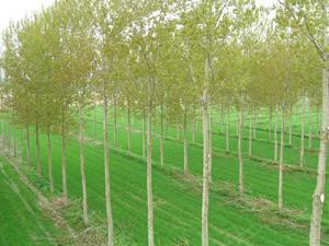 row and rows of birch trees