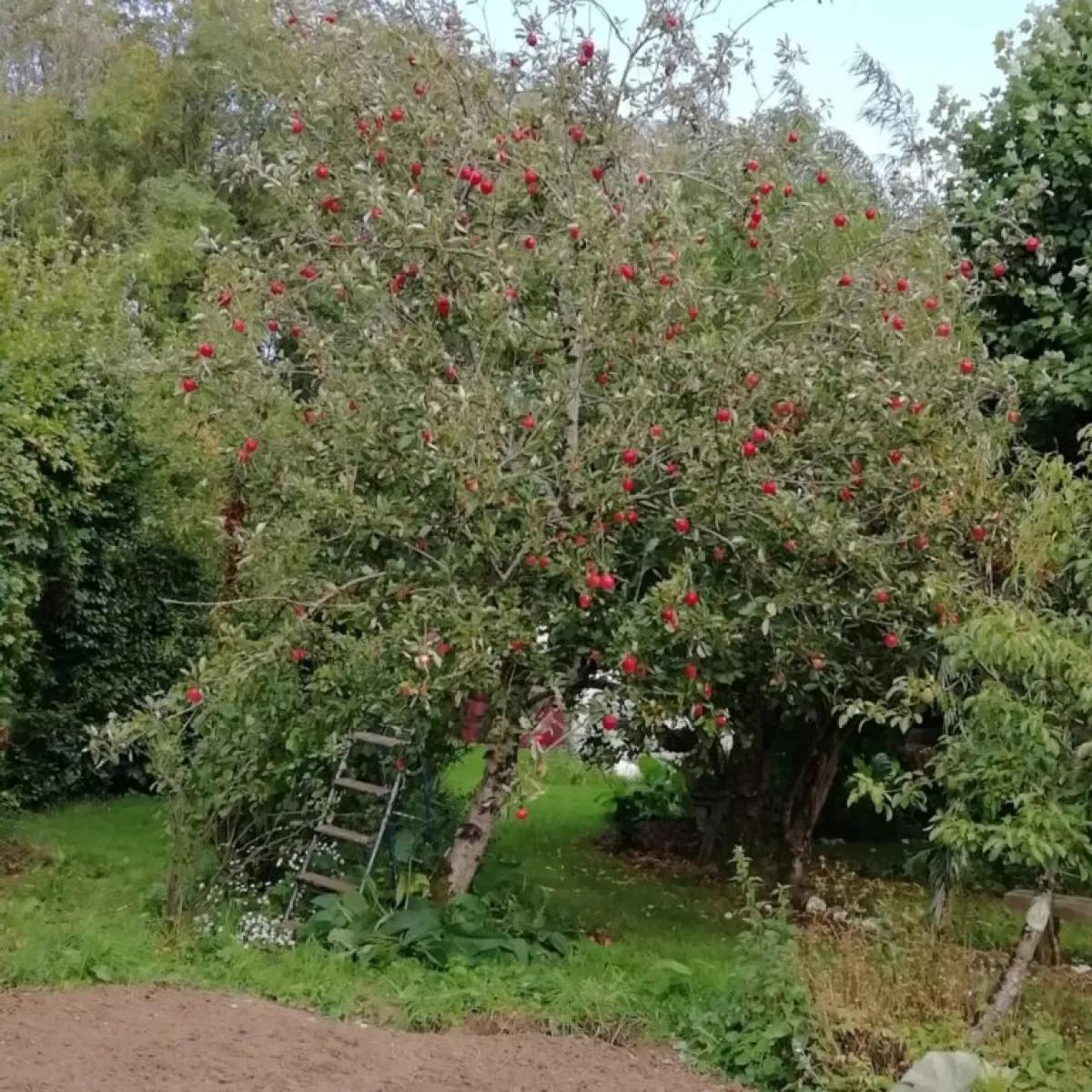 Apple tree