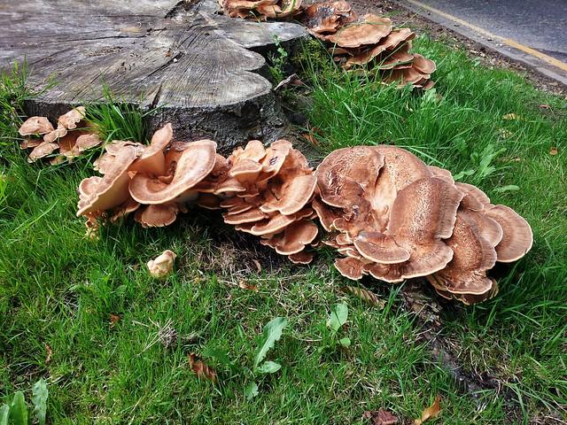 Mushrooms growing on a felled tree stump and root