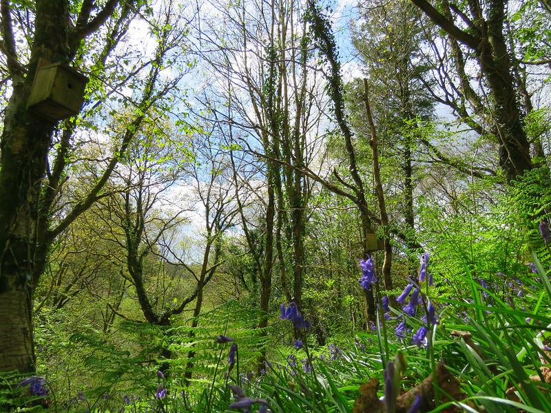 Bluebells 7, by catimages on Flickr, shared under CC BY 2.0