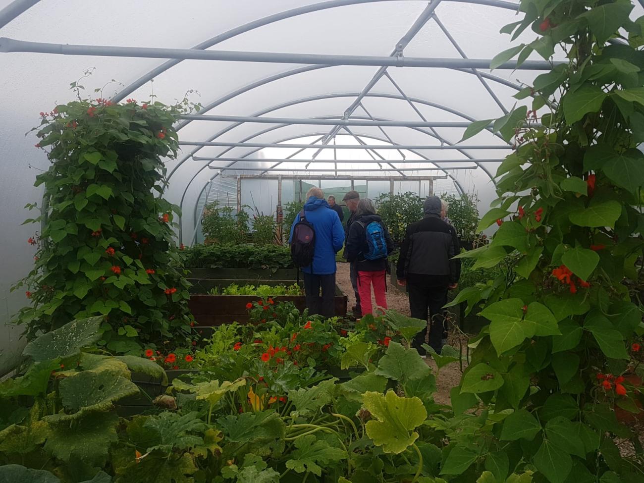 Helmsdale Kitchen Garden, inside the polytunnel.