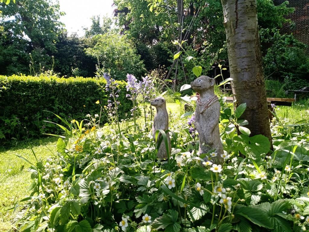 Picture of forest garden