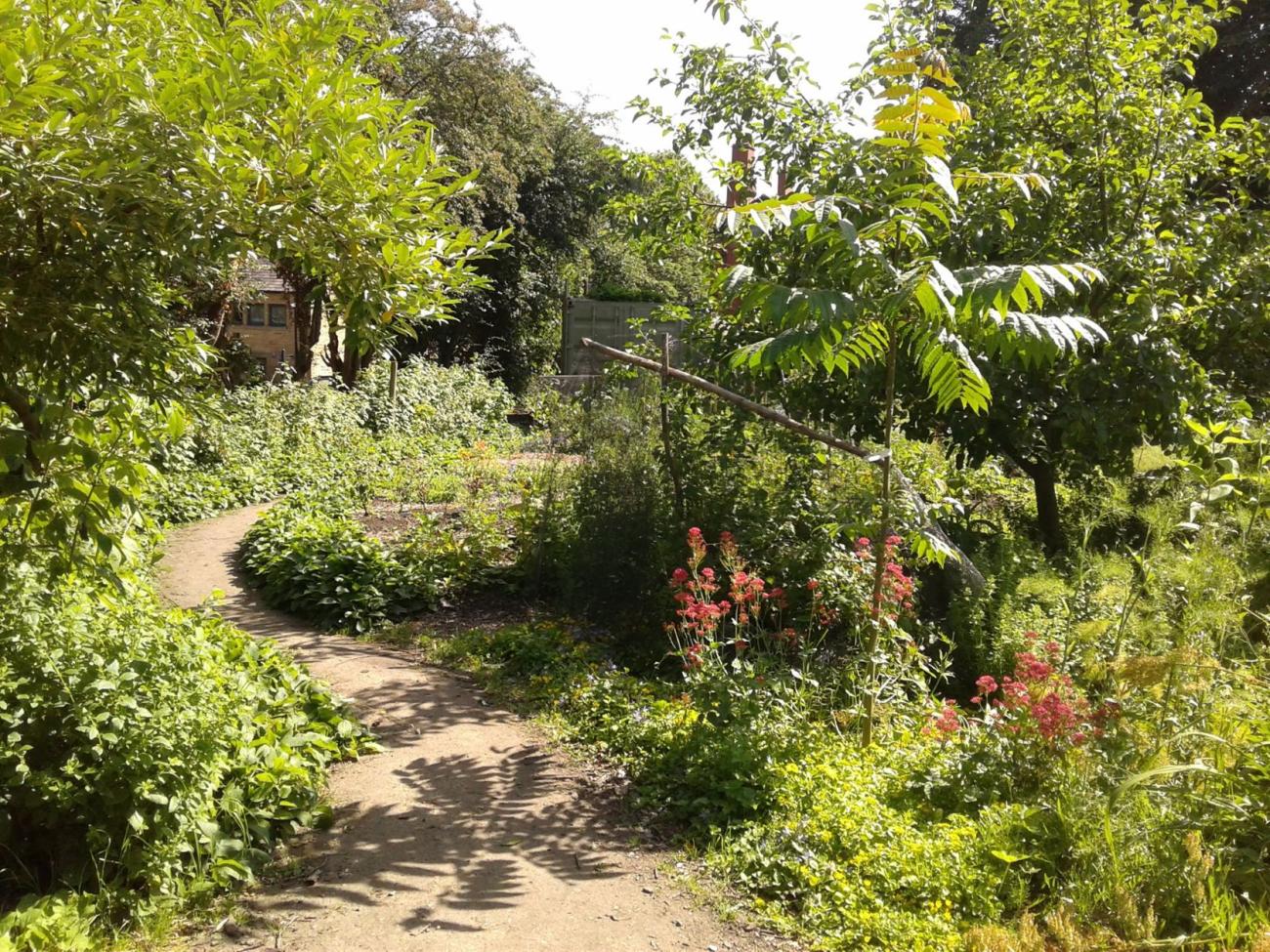 Summer in the garden
