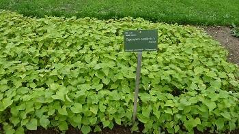 Buckwheat cover crop 